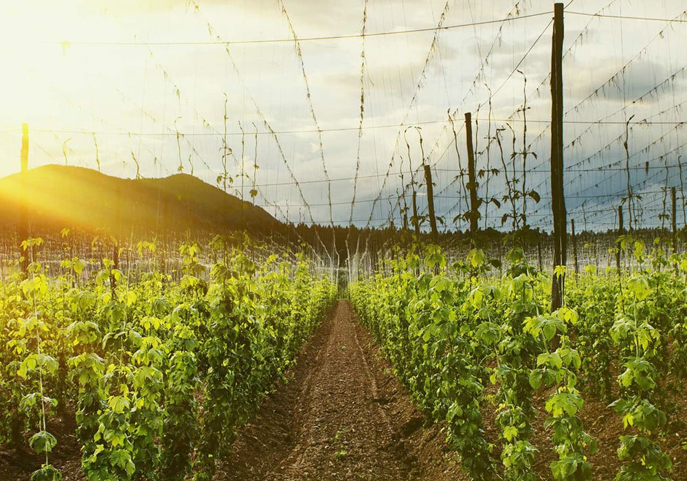 Brewing With Ellerslie Hops From Down Under