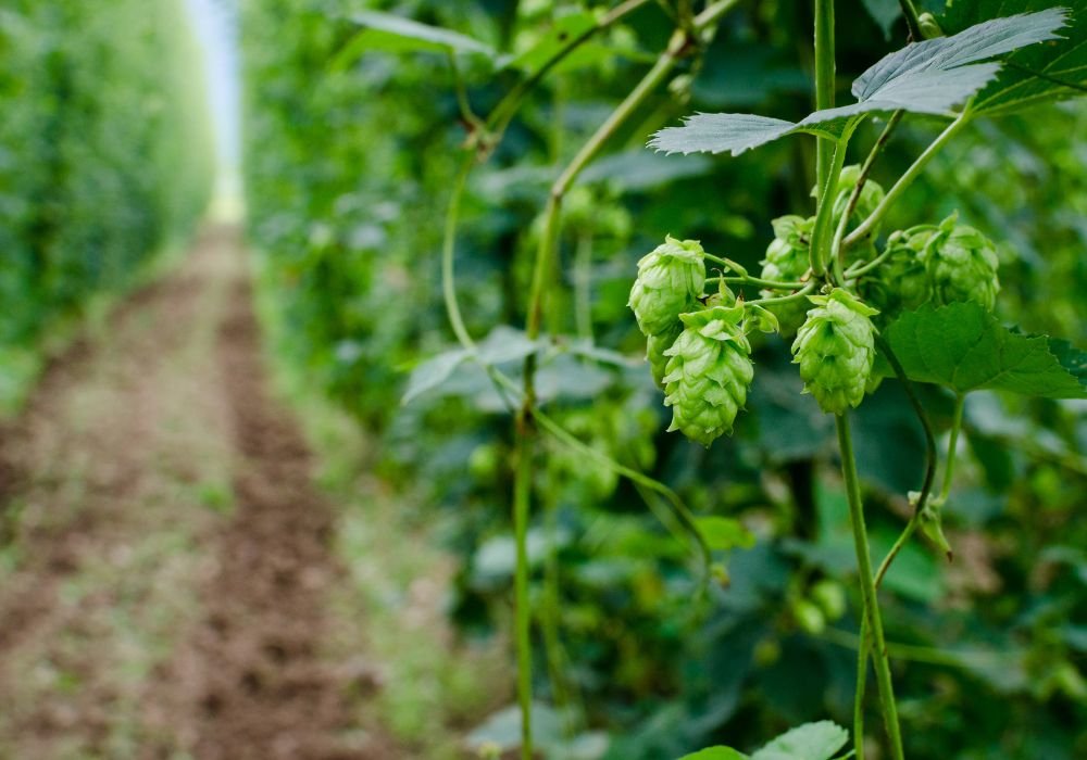 How Hop Terroir Affects Aroma and Flavour Profiles of Beers