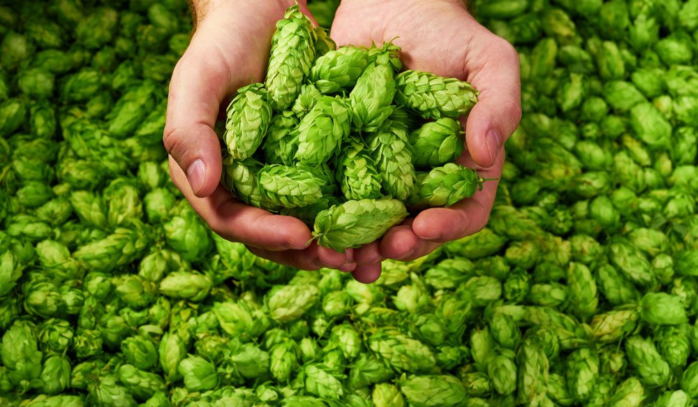 Hops used in beer 