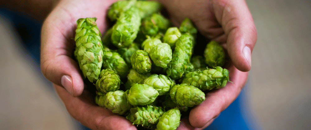 Fresh Hop Ales Are Now A Reality Across The World, Thanks To Yakima Chief