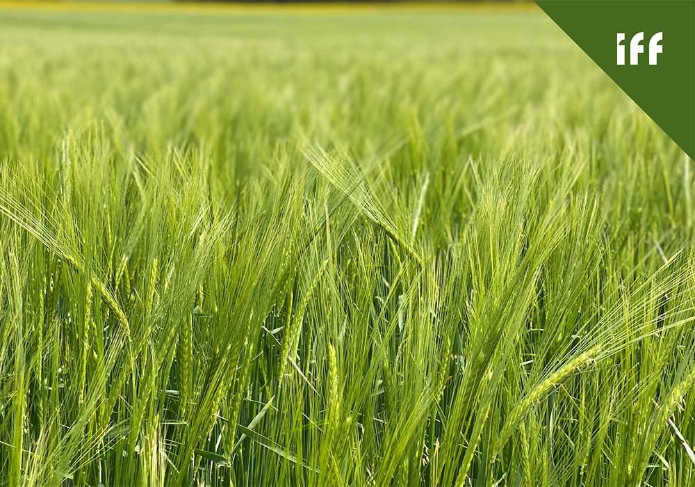 Barley Crop