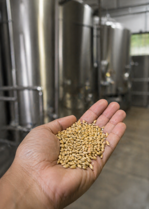 beer, medusa, avneet singh, home grown beer, beer market trend, beer research